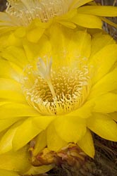 echinopsis bruchii thumbnail graphic